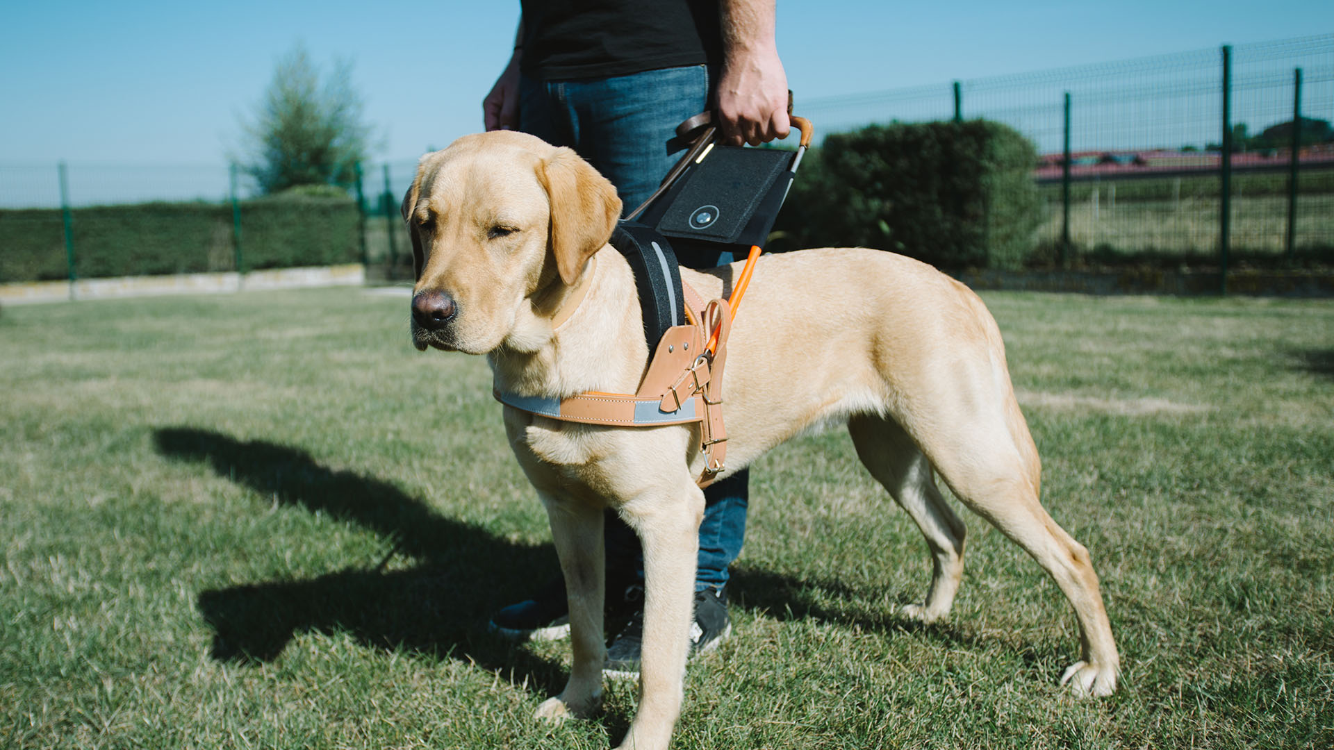 Image d'un maitre avec son chien guide